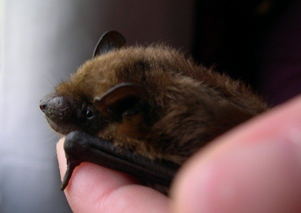 This is the first bat I ever rescued; a big brown bat (Eptesicus fuscus). Notice how I'm handling it without gloves? DON'T DO THAT. (The only reason I wasn't wearing gloves with him was because I'm up to date on my rabies vaccinations, and I knew for a fact that this little guy wasn't sick since I'd been caring for him for a while)
