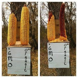 Proof that squirrels can detect the bad chemicals in GM corn?