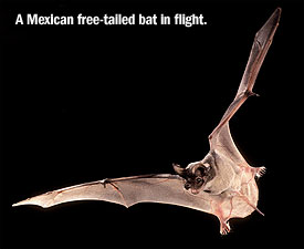 A Mexican free-tailed bat in flight. Image from http://fairoaksranch.communitycircular.com/articles01-bat-cave.php