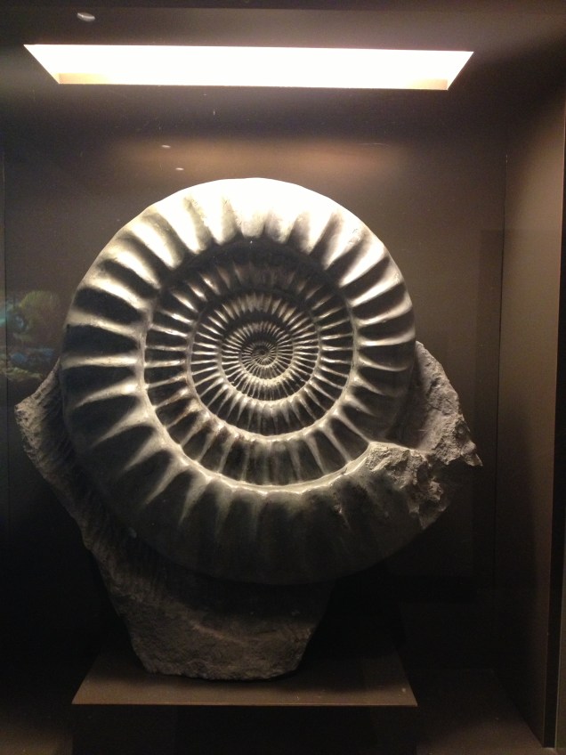 ammonite