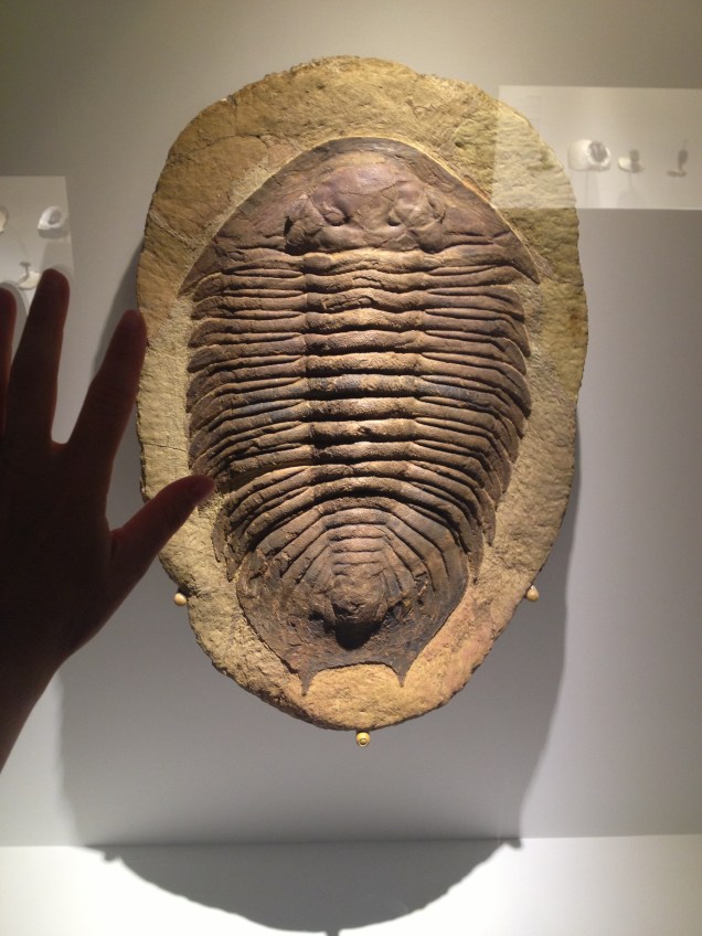 Big trilobite