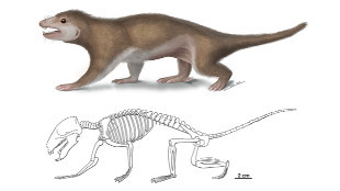 Reconstruction of Megaconus mammaliaformis University of Chicago, April Isch. From: http://www.the-scientist.com/?articles.view/articleNo/36915/title/Fossils-Snarl-Mammalian-Roots/