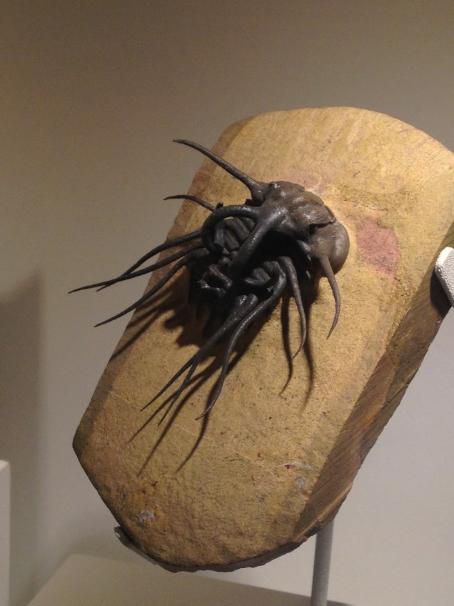 Very spiky trilobite