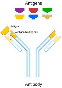 Antibodies bind antigens (From: http://en.wikipedia.org/wiki/Antibody)