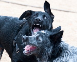 "Alu finds a friend"