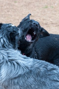 "Alu discovers her friend is fast"