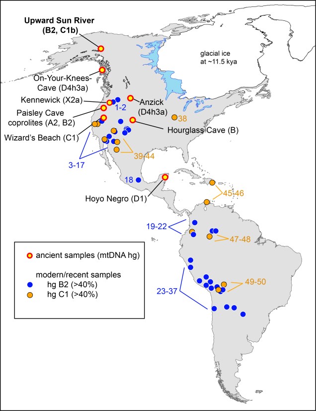 Tackney et al. 2015 Figure 1. Geographic map of reported Native American populations with >40% C1 or B2 haplogroup frequencies, as well as locations of archaeological sites discussed. The locations of the Upward Sun River site, as well as the seven previously reported archaeological sites dated at >8,000 y B.P. with successfully genotyped human mitochondrial DNA lineages, are listed on the map (with reported haplotypes). Reported populations of ≥ 20 individuals with ≥ 40% C1 (yellow) or B2 (blue) are shown.